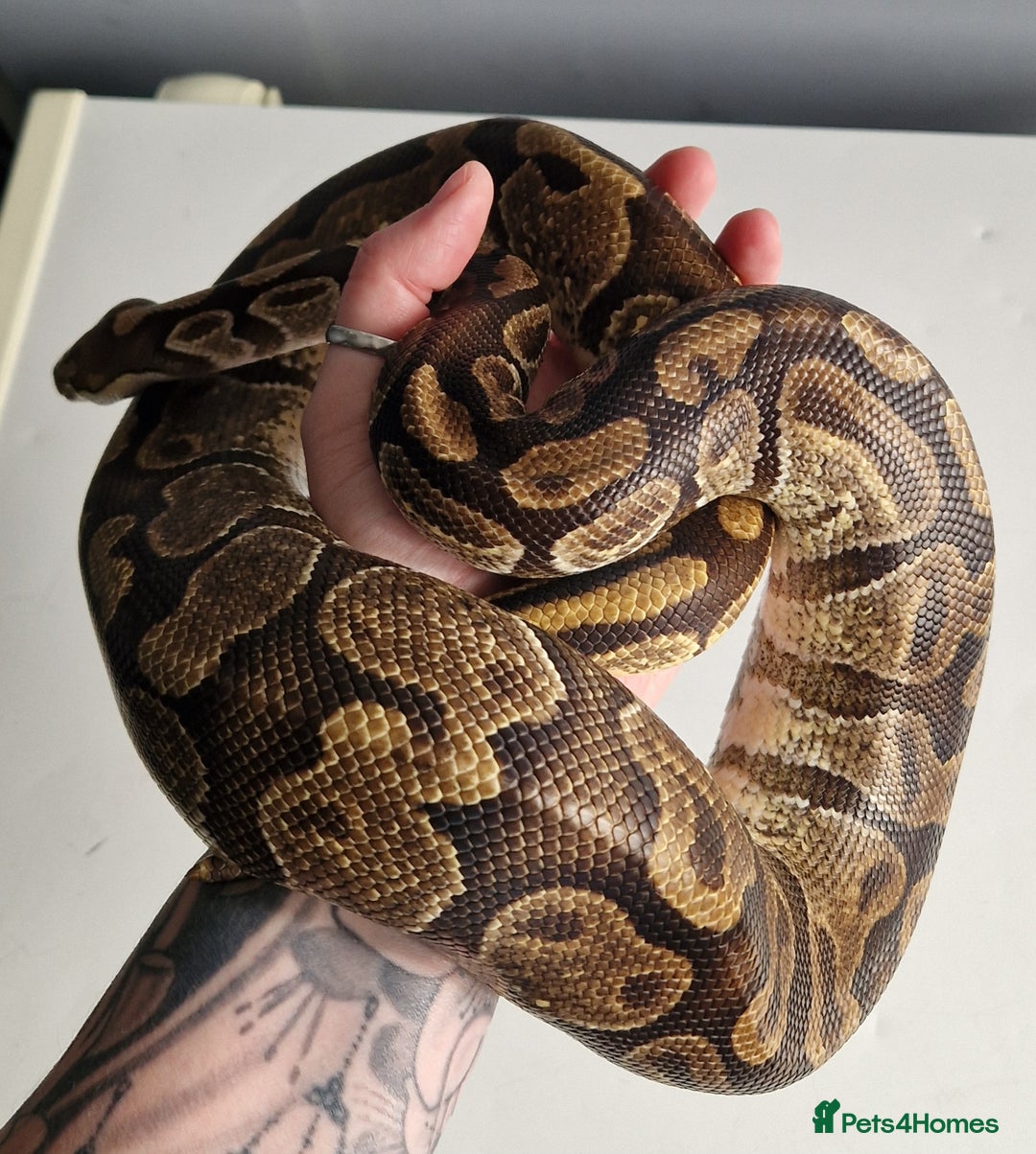 Python Snake reptiles for sale: Enchi Royal / Ball Python - Image 3