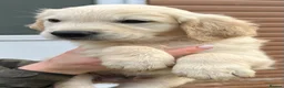 Golden Retriever dogs for sale: Kc reg golden retrievers  - Advert 3
