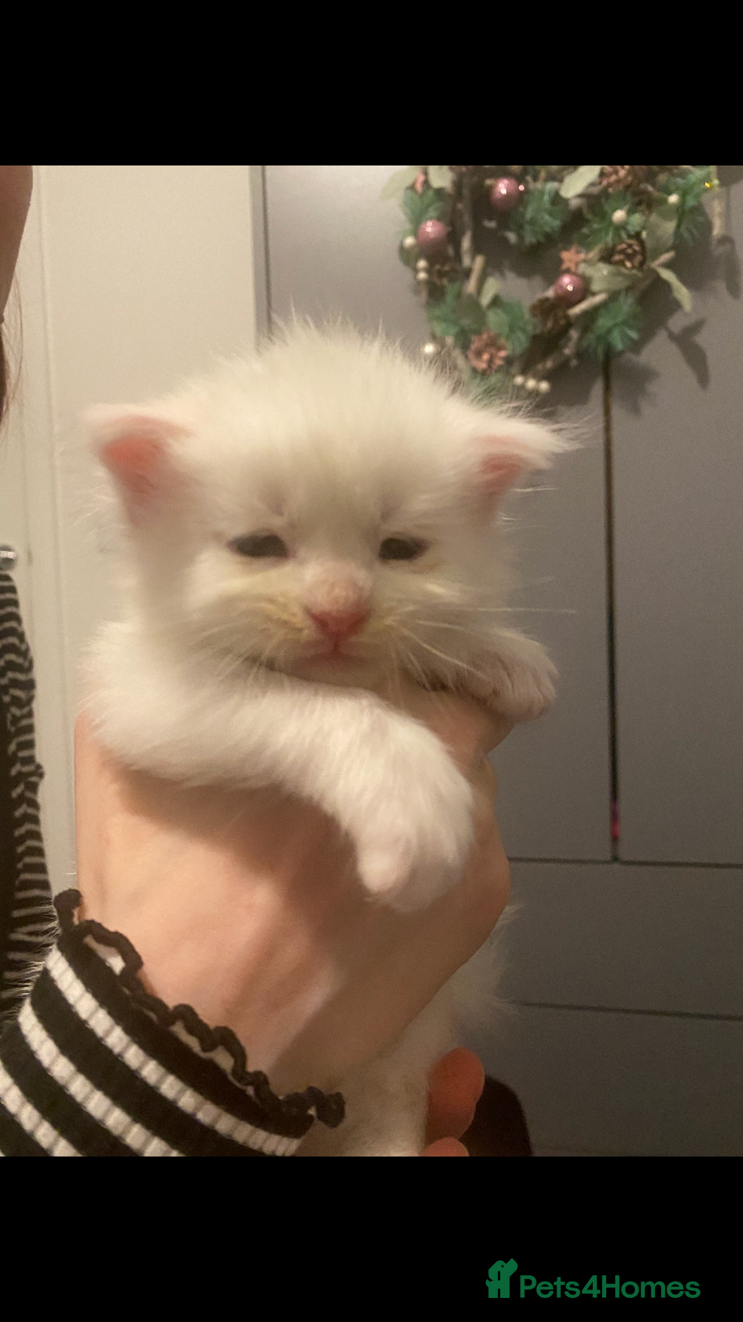 Maine Coon cats for sale: Beautiful GCCF Maine Coons  - Advert 10