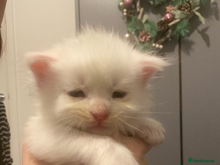 Maine Coon cats Beautiful GCCF Maine Coons - Advert 5