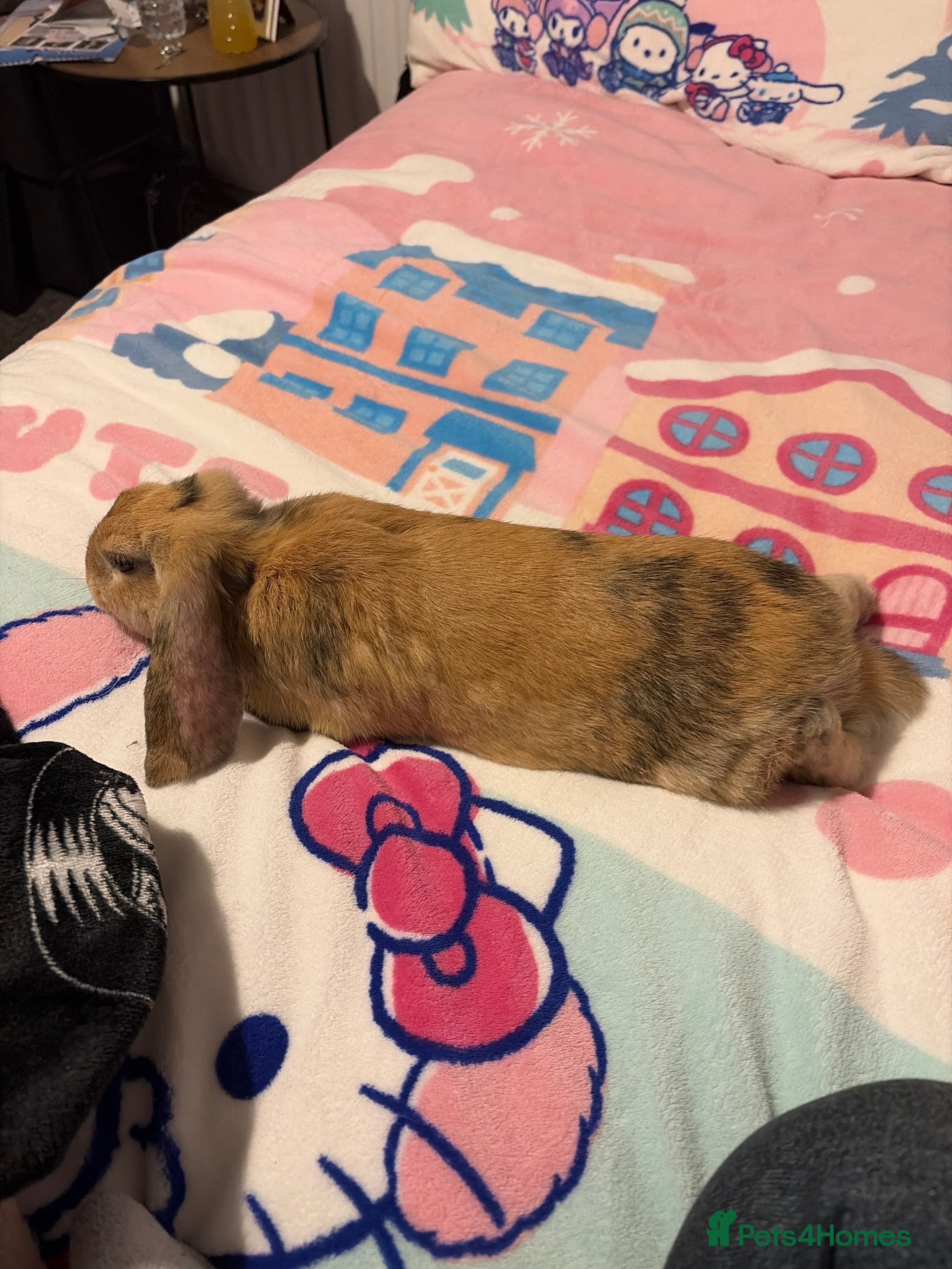 Mini Lop rabbits bunny for sale! - Advert 3