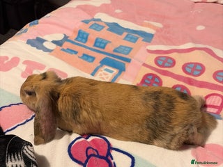 Mini Lop rabbits bunny for sale! - Advert 3