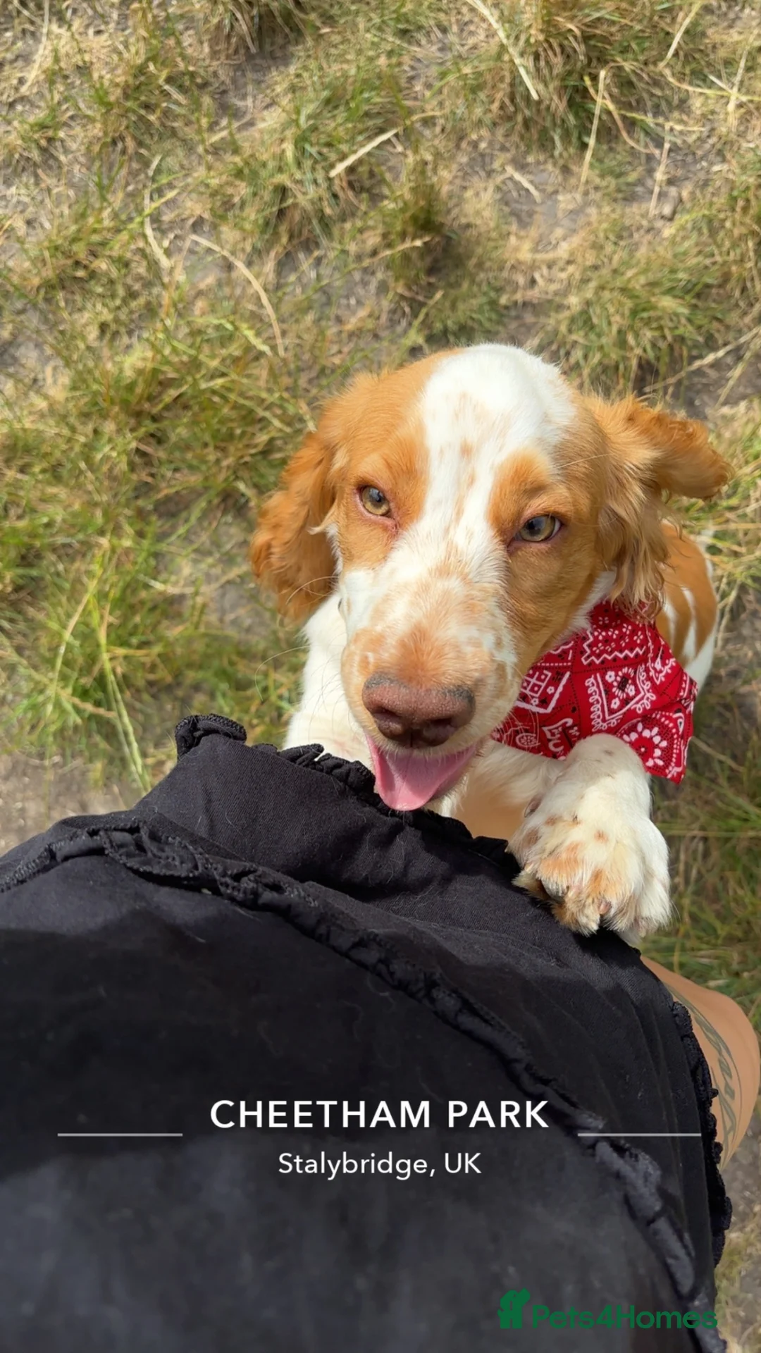 Cocker Spaniel dogs for sale: MALE COCKER SPANIEL  - Advert 2