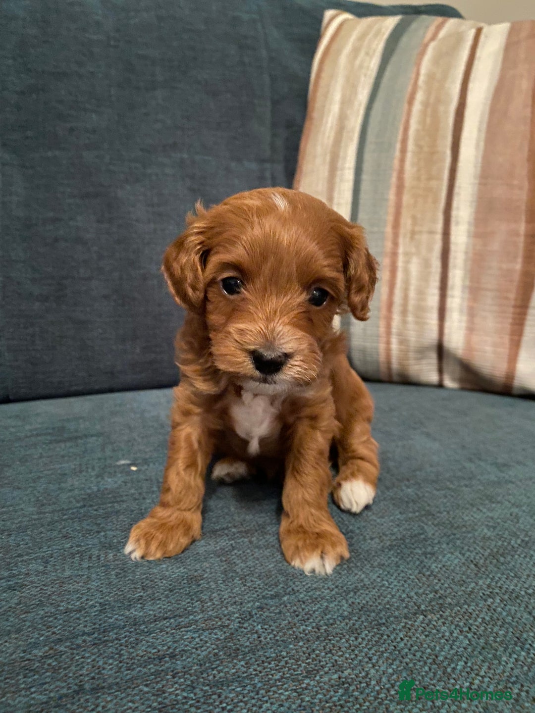 Cavapoo dogs for sale: F1B Toy Red Cavapoos for Sale - Advert 4
