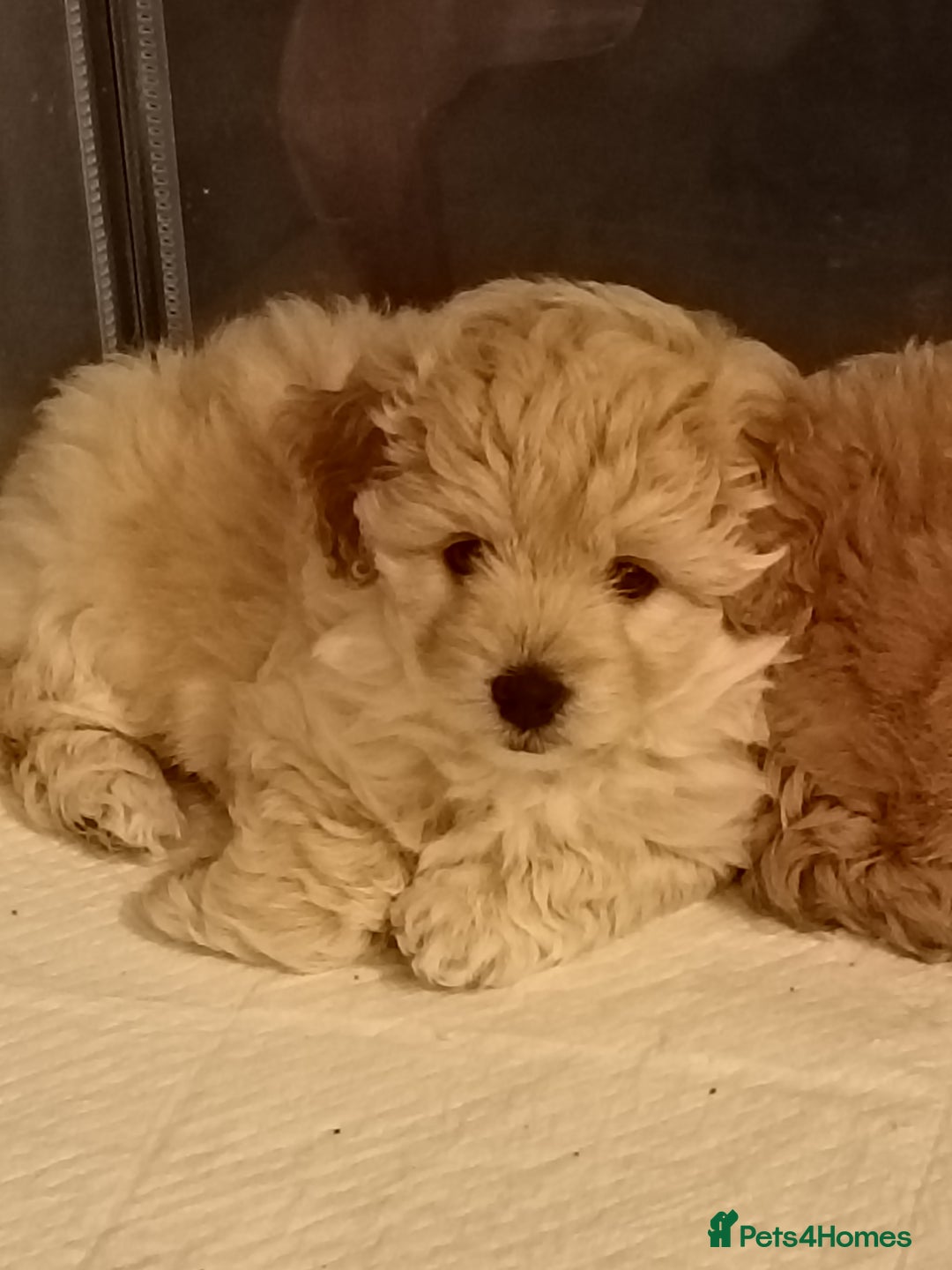 Pomapoo dogs for sale: Pompoo's - Advert 2