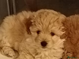 Pomapoo dogs Pompoo's - Advert 12