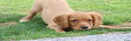 Cockapoo dogs for sale: Cockerlierpoo puppies for sale - Advert 17