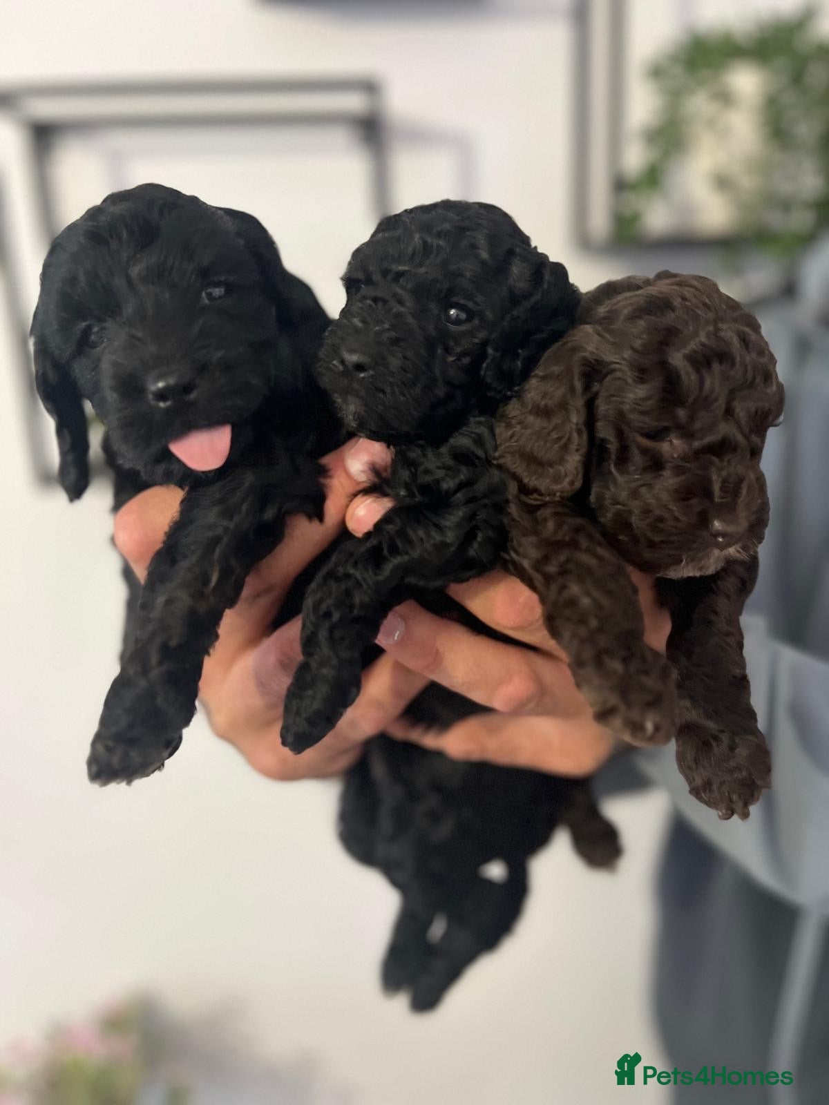 Cockapoo dogs 3 Miniature F1B Cockapoo puppies - Advert 6