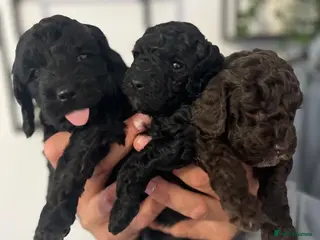 Cockapoo dogs 3 Miniature F1B Cockapoo puppies - Advert 6