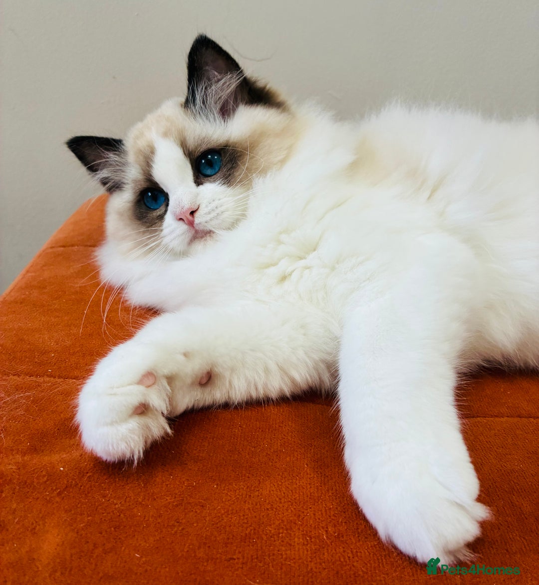 Ragdoll cats for sale: Champion Lines - Ragdoll Kittens - Advert 8