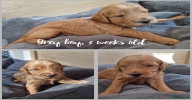 Labradoodle dogs - Advert 6