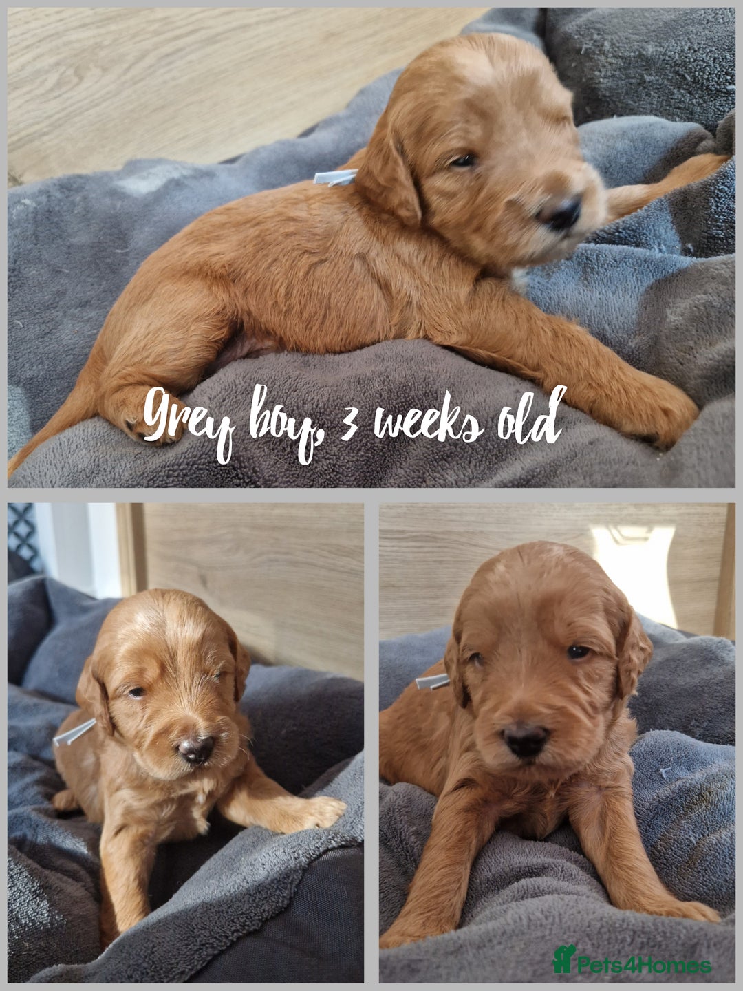 Labradoodle dogs for sale: DNA health tested F1b miniature labradoodles  - Image 3