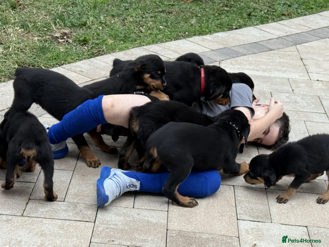 Rottweiler dogs for sale: German Rottweiler Pups For Sale - Image 1