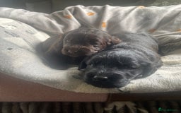 Mixed Breed dogs for sale: pudel pointers - Image 7