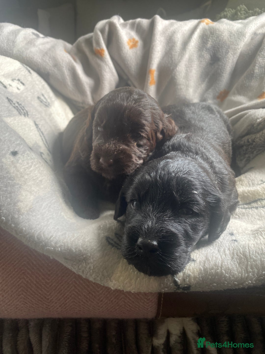 Mixed Breed dogs for sale: pudel pointers - Image 7