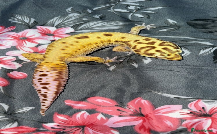 Gecko reptiles - Advert 3