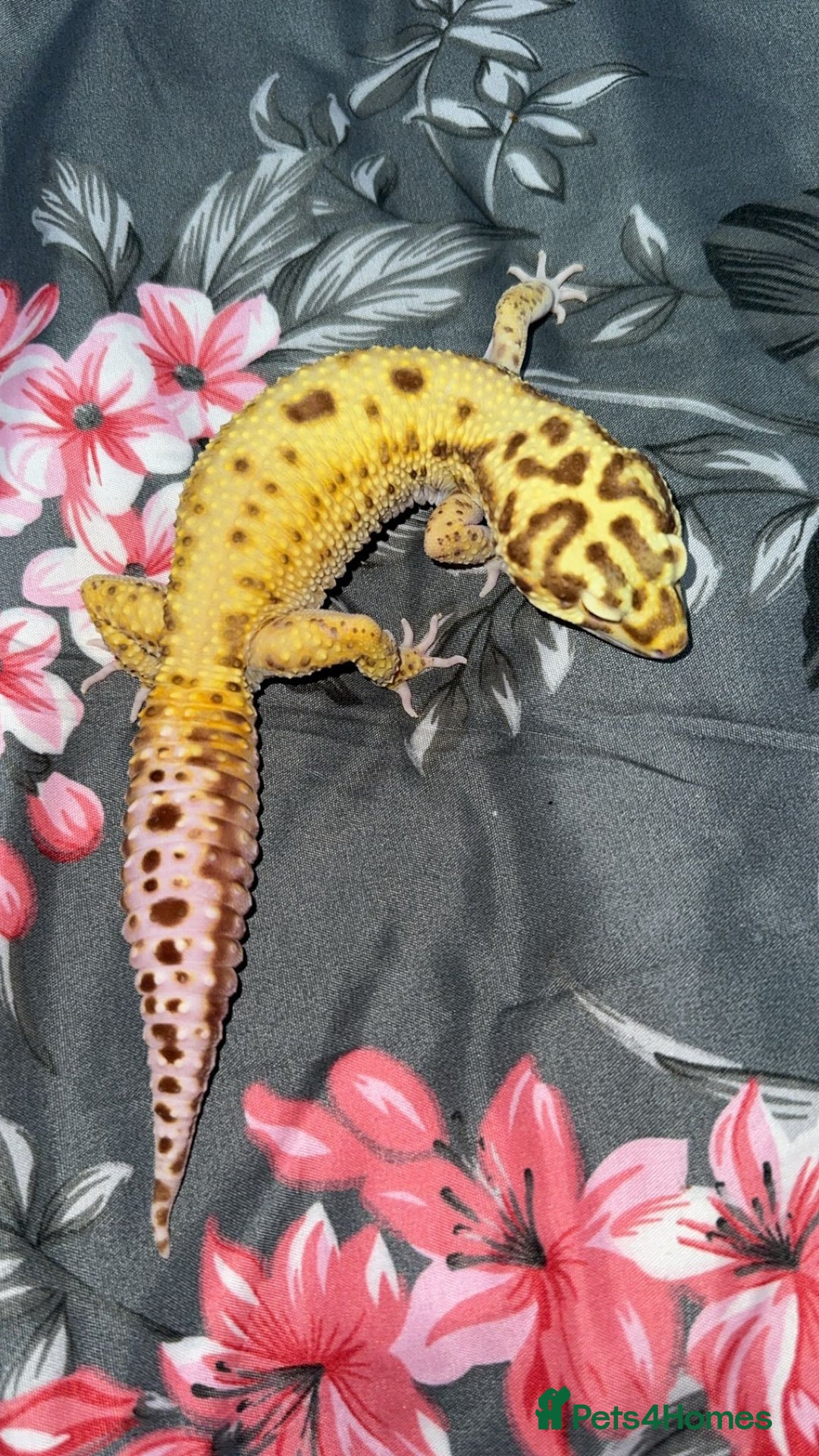 Gecko reptiles for sale: Breeding Adults Leopards and African Fat Tails  - Image 1