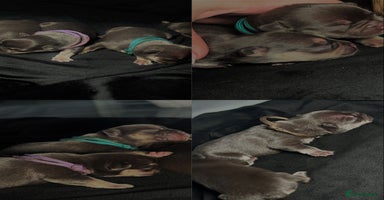 French Bulldog dogs - Advert 2