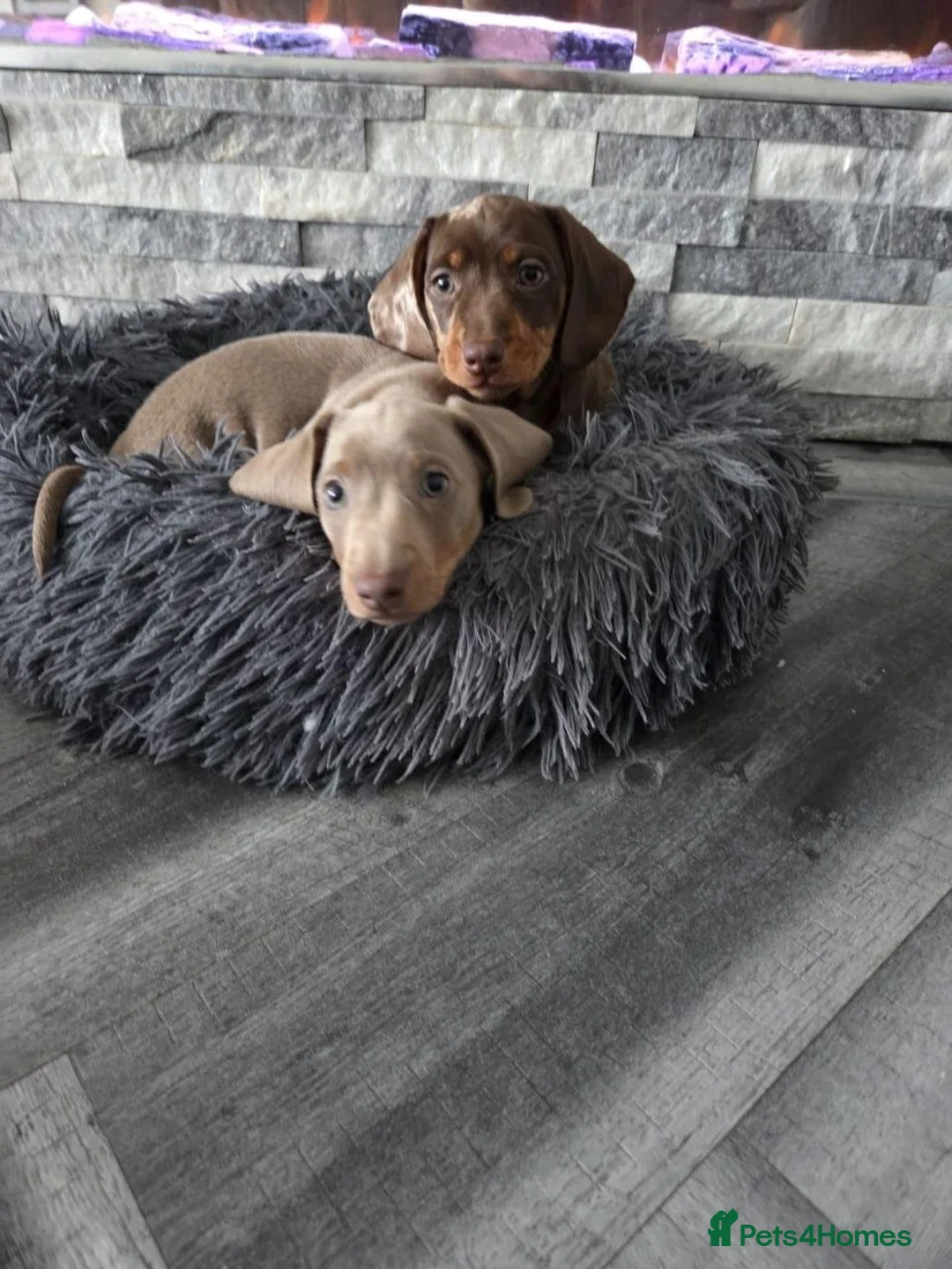 Miniature Dachshund dogs for sale: Beautiful Miniature Dachshund Puppies - Advert 2