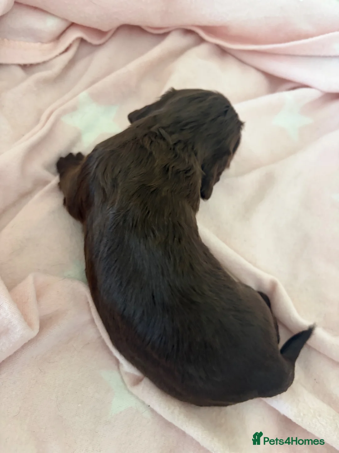 Cocker Spaniel dogs for sale: Beautiful cocker spaniel puppies 🐶 - Advert 2