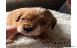 Cavapoo dogs for sale: F1 Cavapoo Puppies - Image 2