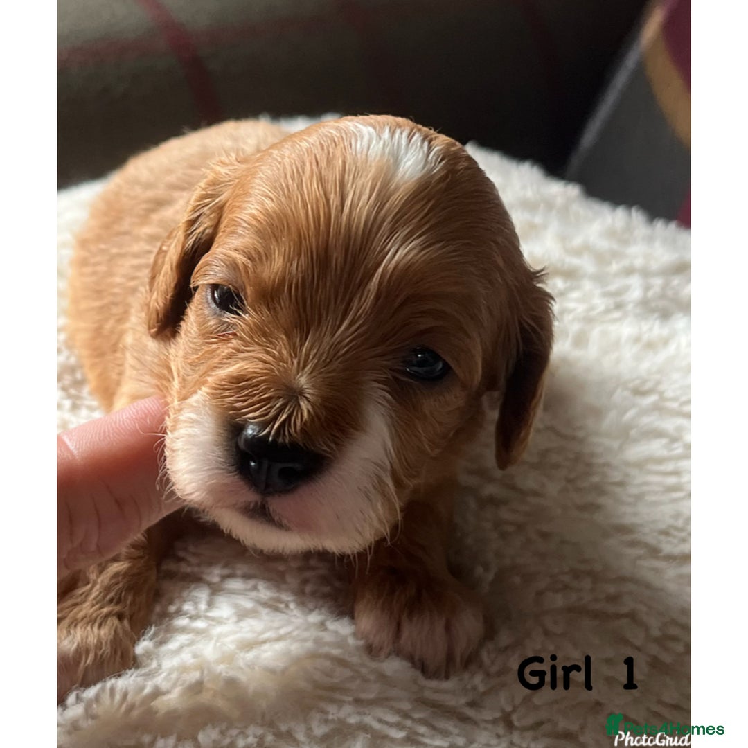 Cavapoo dogs for sale: F1 Cavapoo Puppies - Image 2