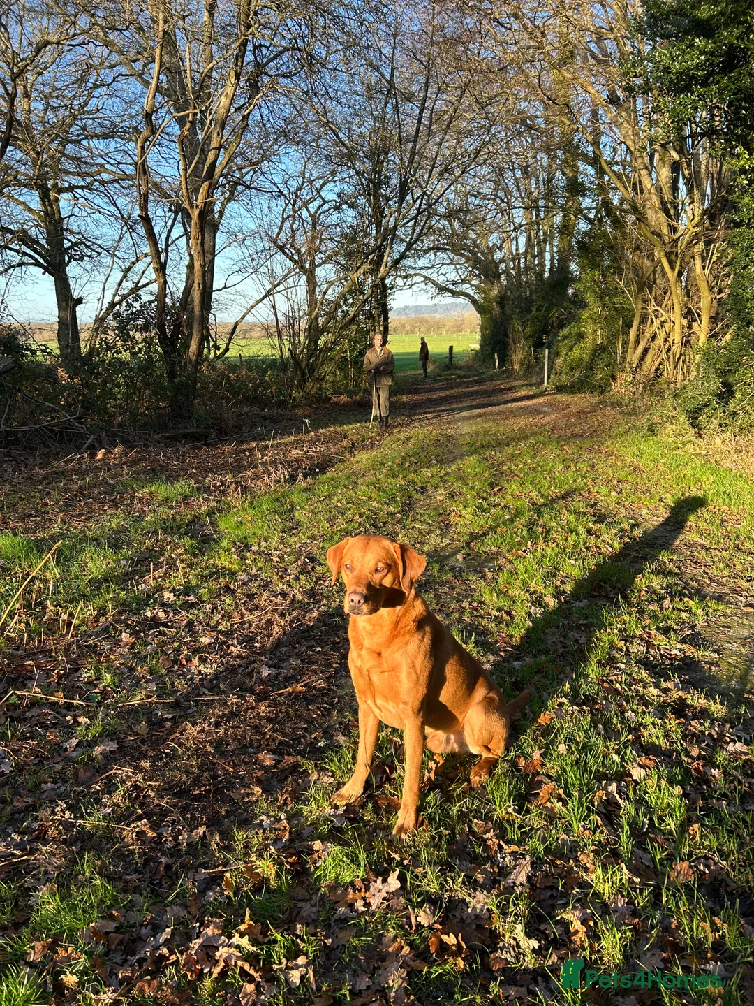 Labrador Retriever dogs for stud: KC working lab for stud in Guildford - Advert 3