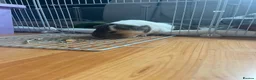Guinea Pig rodents for sale: Kiki and Pops  in Glasgow - Advert 2
