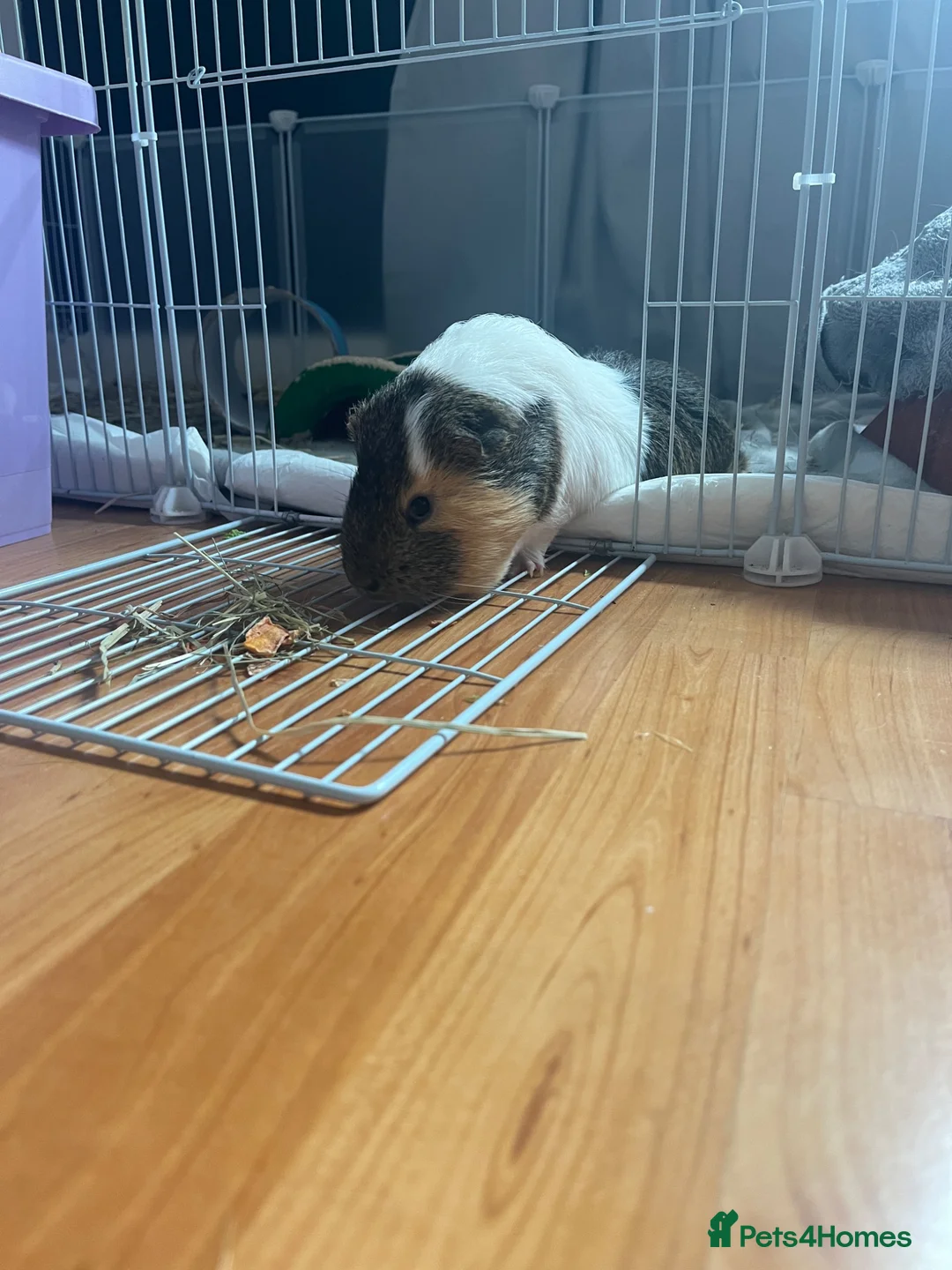 Guinea Pig rodents for sale: Kiki and Pops  in Glasgow - Advert 2