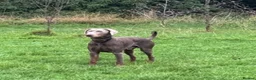 Mixed Breed dogs for sale: Unique hybrid dobermann puppies - Advert 20