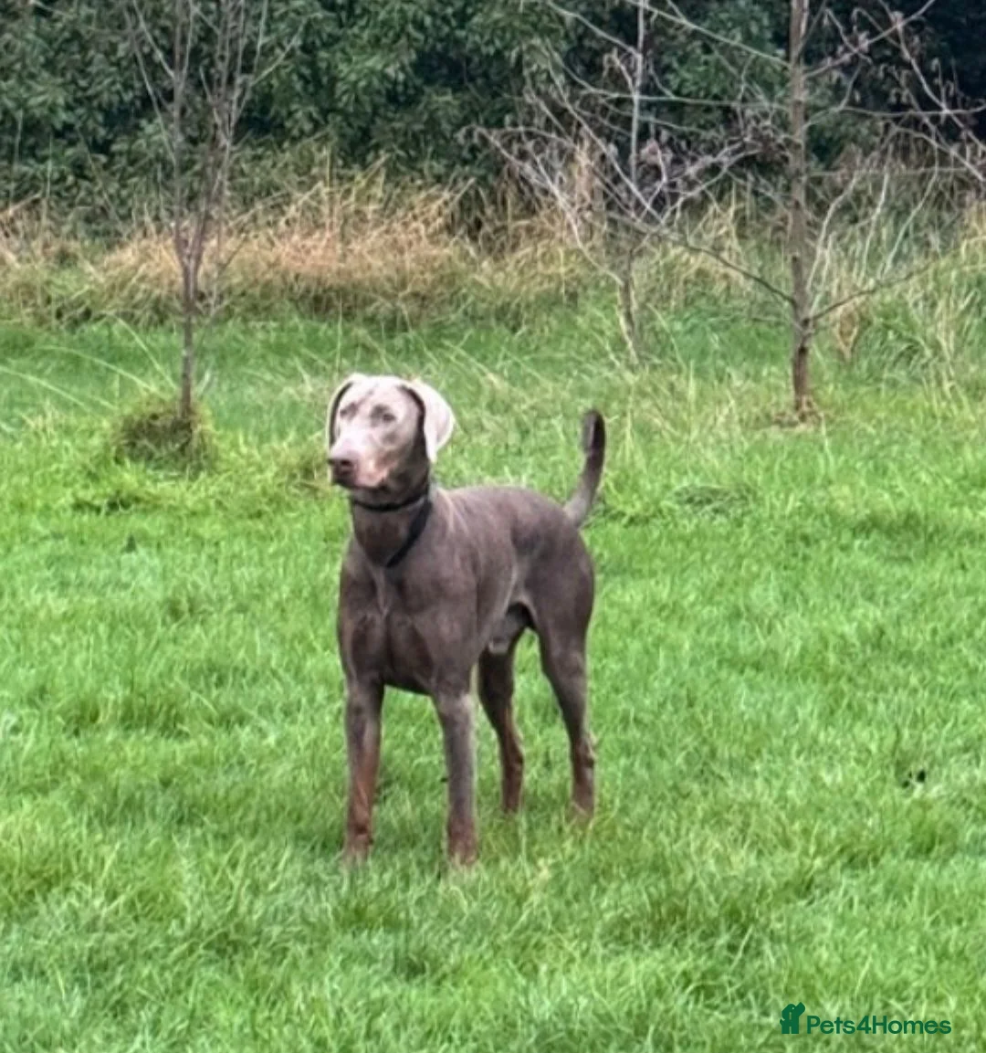 Mixed Breed dogs for sale: Unique hybrid dobermann puppies - Advert 20