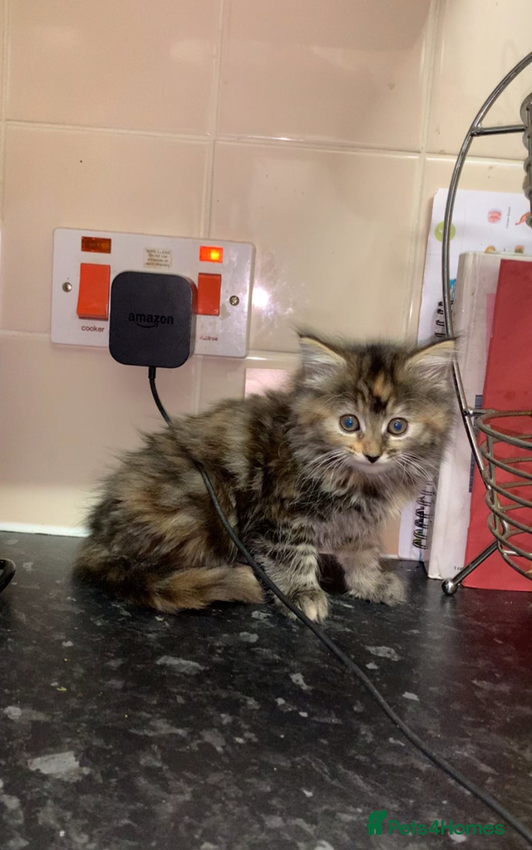 Maine Coon cats for sale: Beautiful Maine Coon Kittens  - Advert 2