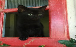 Mixed Breed cats for sale: Kittens - Image 1