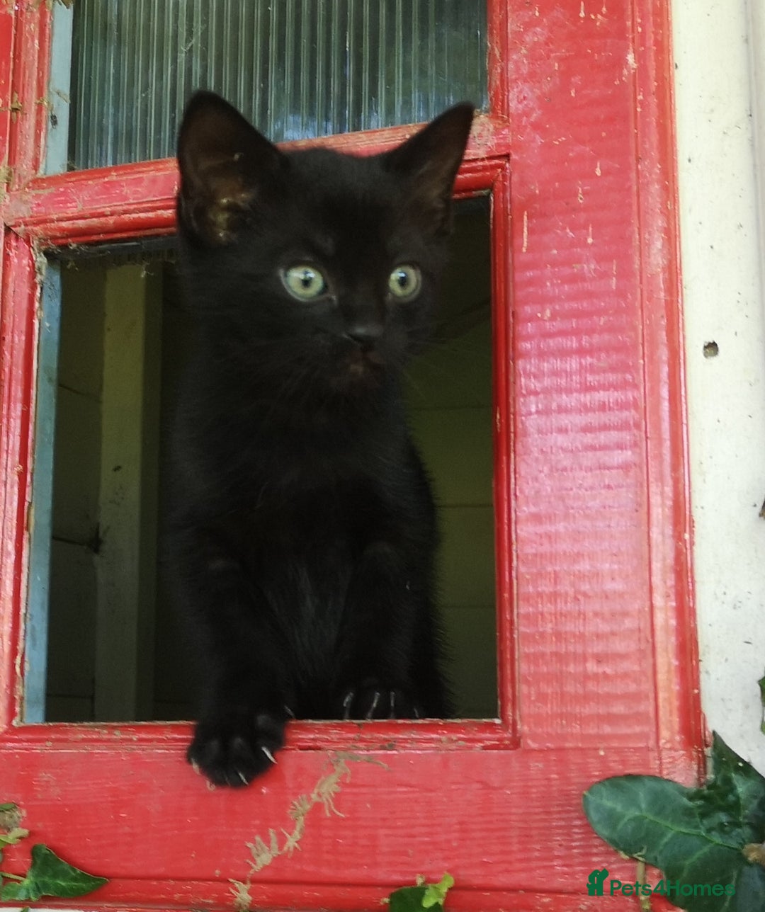 Mixed Breed cats for sale: Kittens - Image 1