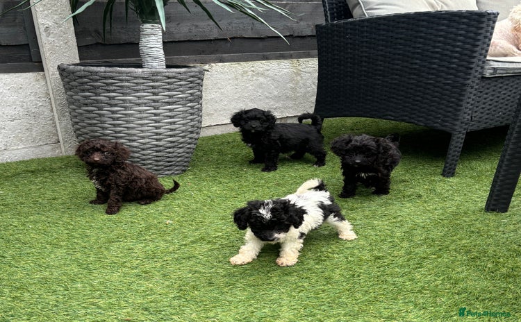 Cavapoo dogs - Advert 2