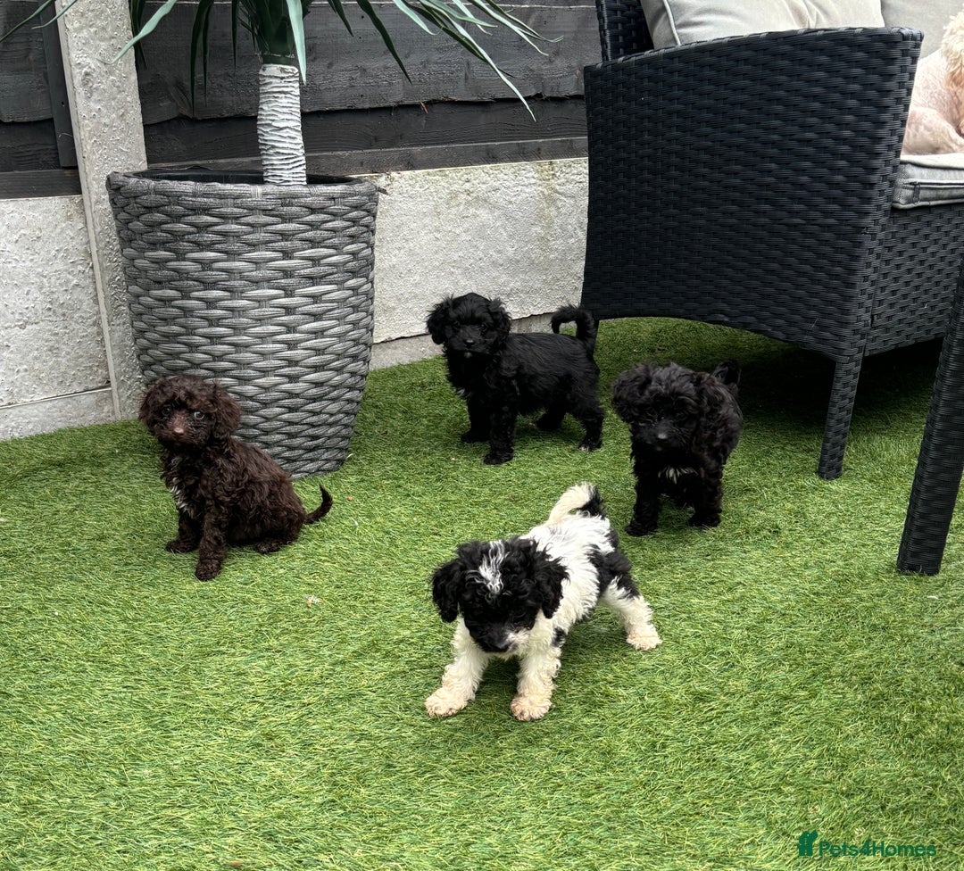 Cavapoo dogs for sale: Ready now Cavapoo puppies for sale  - Image 1