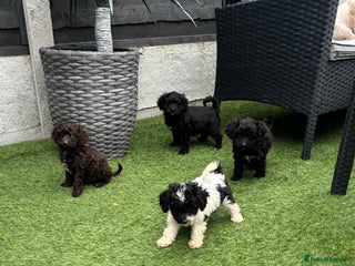 Cavapoo dogs - Advert 4