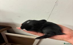 Mixed Breed rabbits for sale: Mini Lop Babies available now & 2 week old babies - Image 10