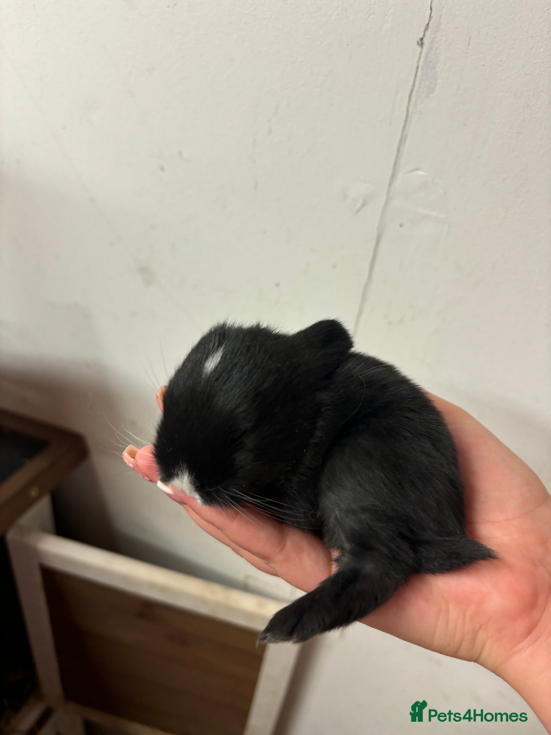 Mixed Breed rabbits for sale: Mini Lop Babies available now & 2 week old babies - Image 10
