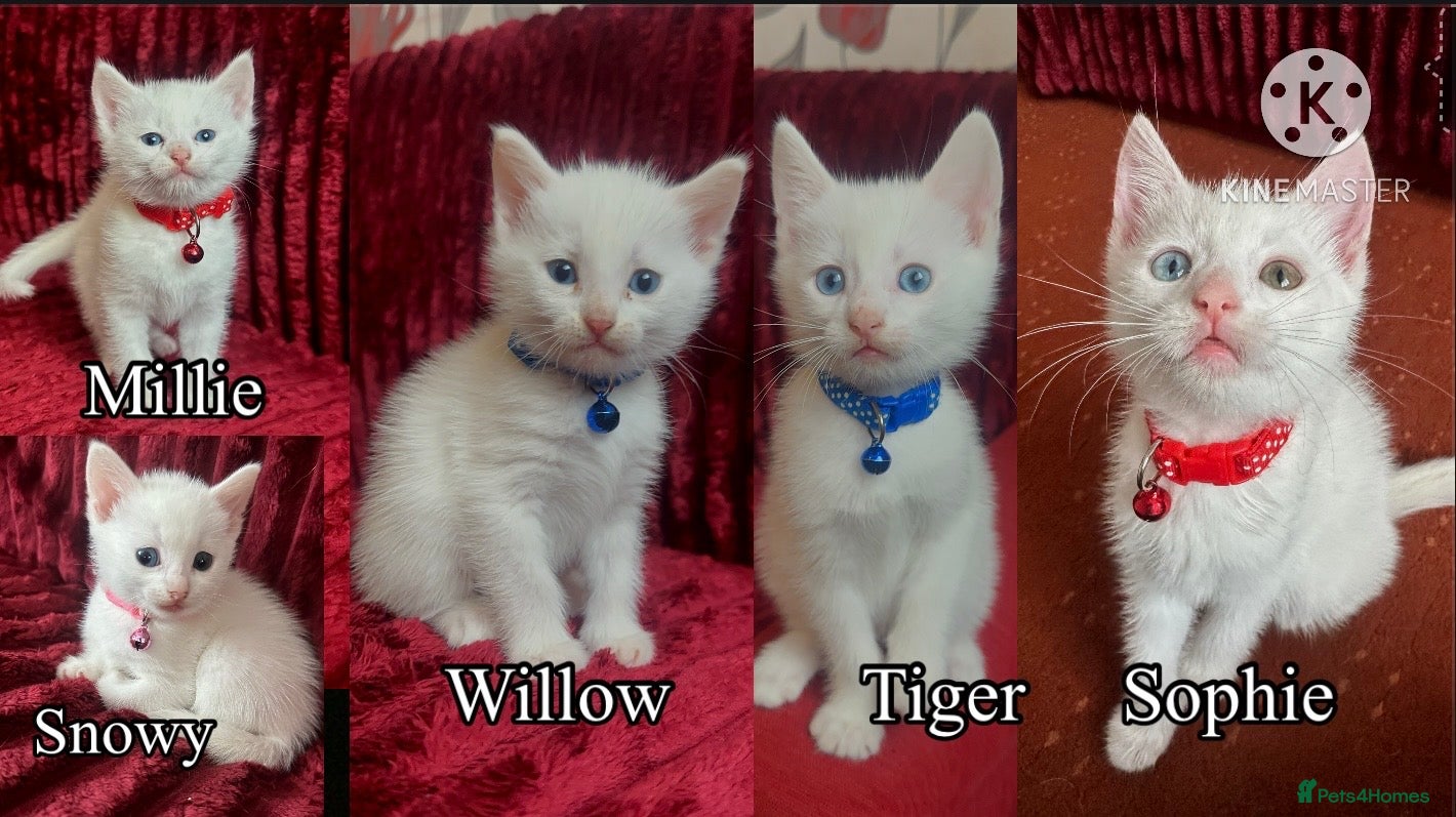 Mixed Breed cats Black / Brown And White Kittens - Advert 3