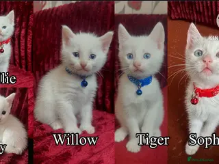 Mixed Breed cats Black / Brown And White Kittens - Advert 3