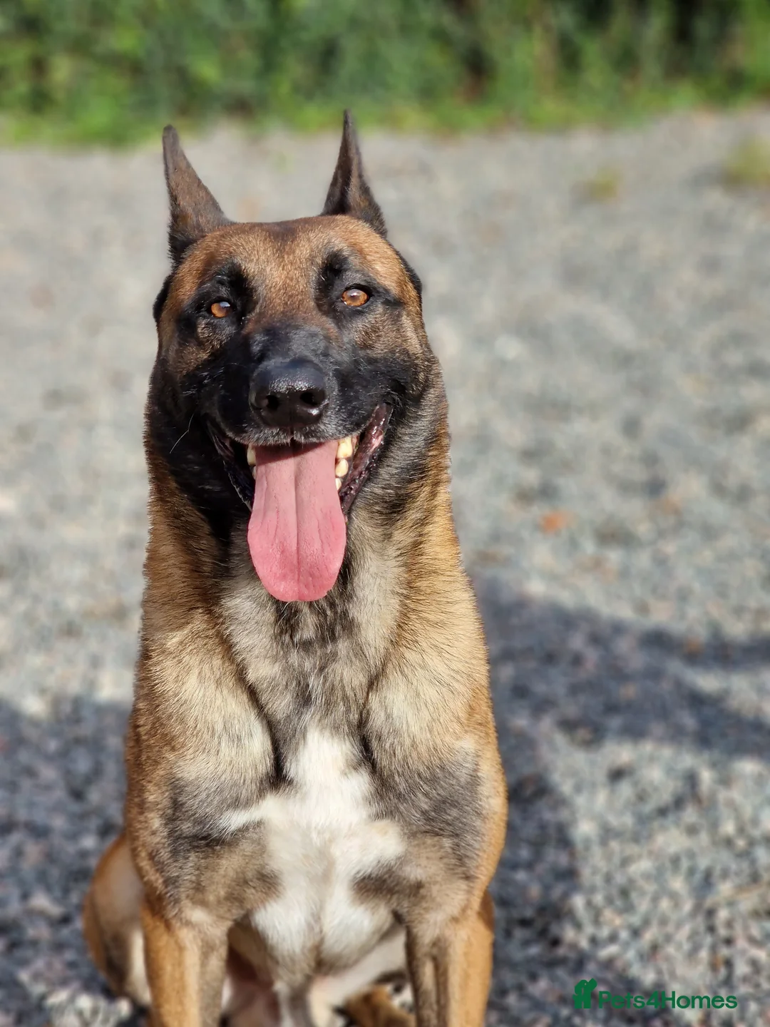 Belgian Shepherd Dog dogs for stud: Samson - Advert 5