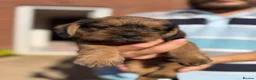 Mixed Breed dogs for sale: Gorgeous puppys wire hair dashhone/Shih Tzu - Advert 2