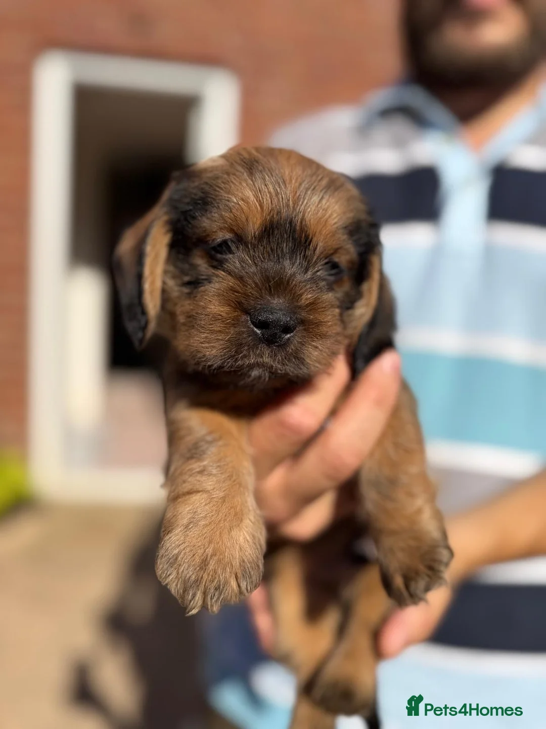 Mixed Breed dogs for sale: Gorgeous puppys wire hair dashhone/Shih Tzu - Advert 2