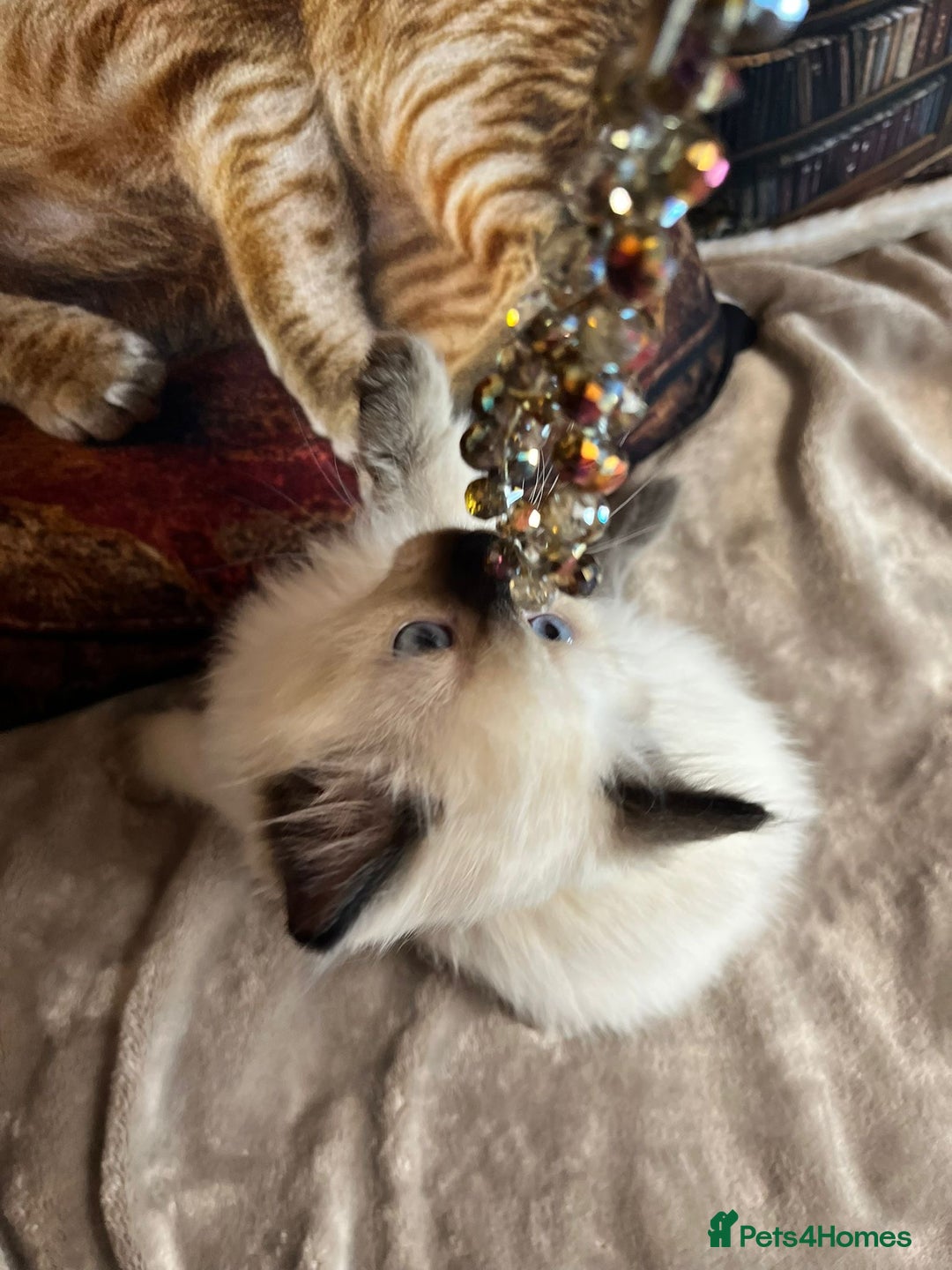 Ragdoll cats for sale: Quick sale - Image 15