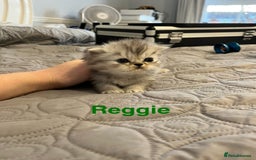Persian cats for sale: Gorgeous litter of 6 PKD Negative Persian kittens - Image 11