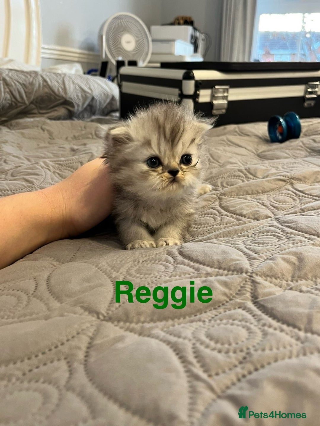 Persian cats for sale: Gorgeous litter of 6 PKD Negative Persian kittens - Image 11