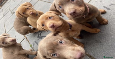 Labrador Retriever dogs - Advert 7