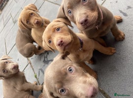 Labrador Retriever dogs - Advert 14