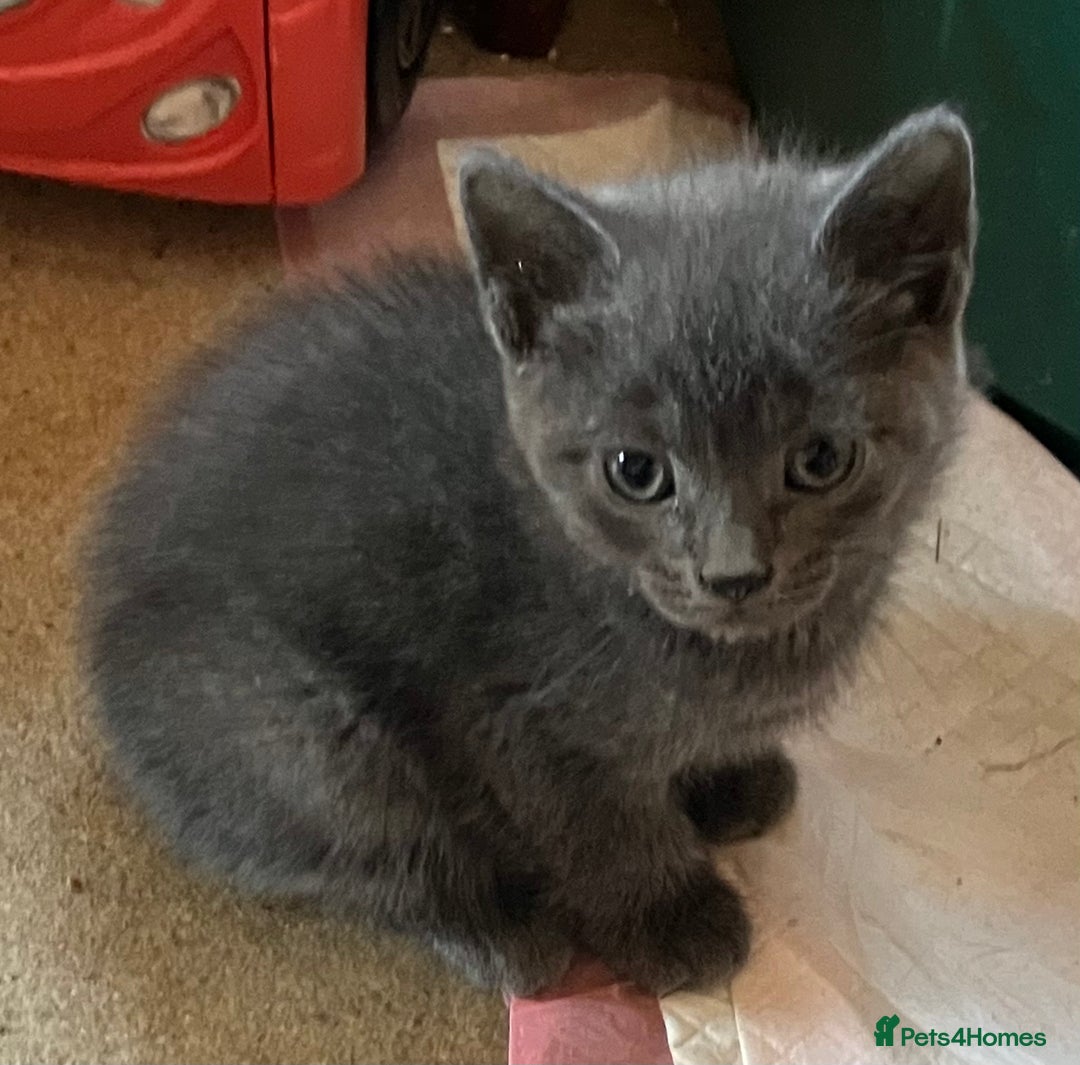 Domestic Shorthair cats for sale: Gorgeous blue short haired kittens  - Advert 3